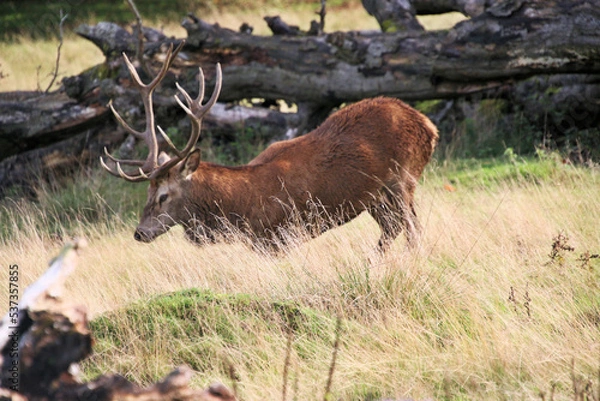 Fototapeta A view of a Red Deer in the Cheshire Countryside