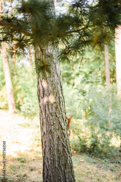 Fototapeta A red squirrel sits in a tree in the woods. The little inquisitive mammal looks through the lens.