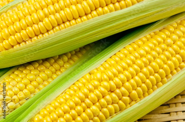 Fototapeta トウモロコシ