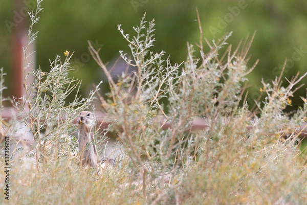 Fototapeta Tiny paws great big bite from San Joaquin antelope squirrel Ammospermophilus nelsoni who is excited about finding ripe berries among the vegetation