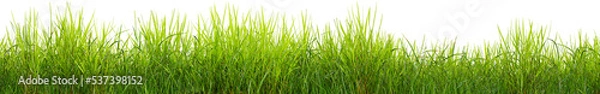 Obraz Green grass border, on a transparent background. The horizon of the green lawn. Green field frame, background