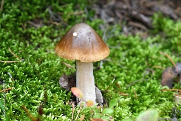 Obraz mushroom in moss close up