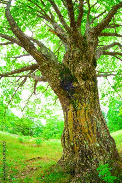 Fototapeta tree in the forest