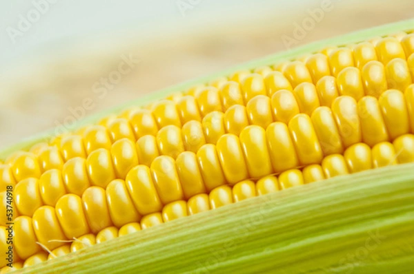 Fototapeta トウモロコシ