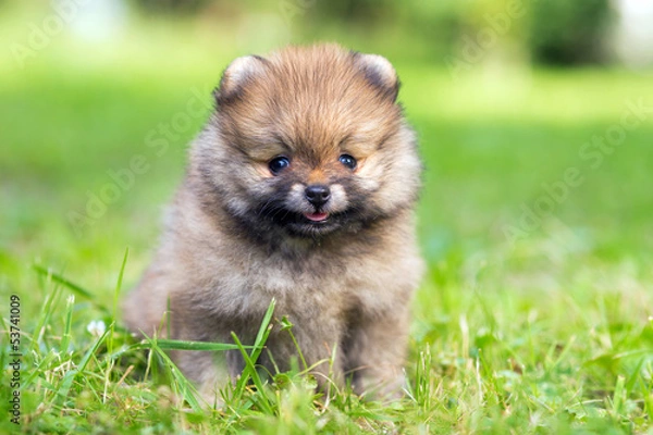 Obraz Pomeranian puppy