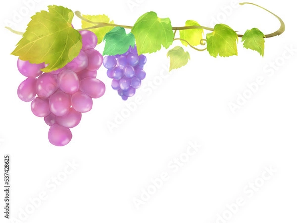 Fototapeta 赤ぶどうの水彩手描きフレームイラスト