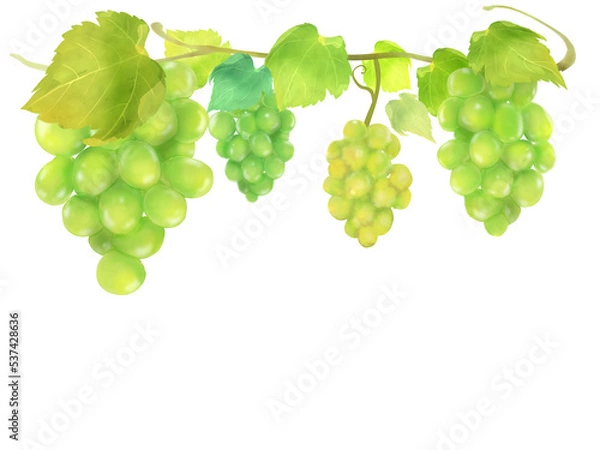 Fototapeta マスカットの水彩手描きフレームイラスト