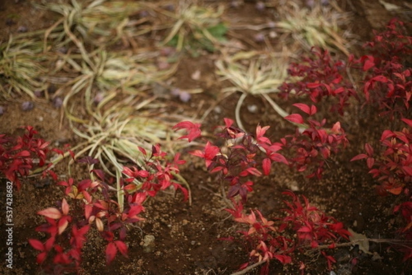 Fototapeta 赤い植物