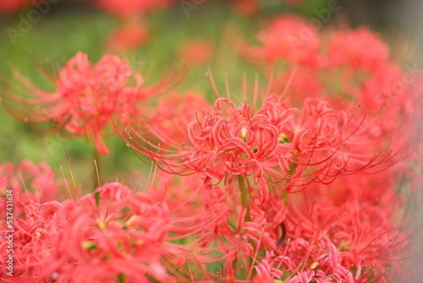 Fototapeta 赤い彼岸花の群生