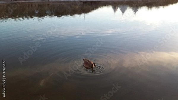 Obraz reflection in water