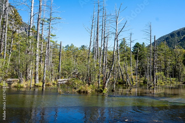Fototapeta 信州上高地の湿地帯の枯木立
