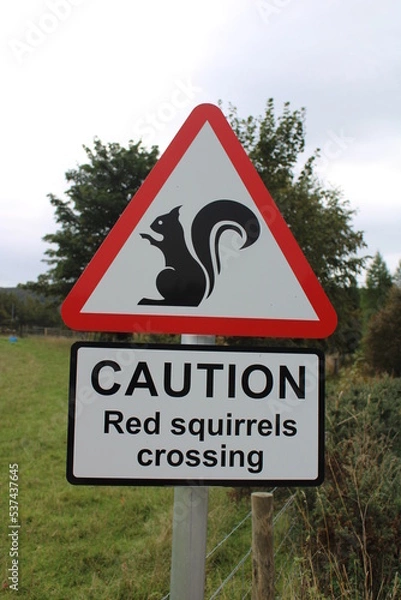 Fototapeta Caution red squirrels crossing road sign with outline of a squirrel