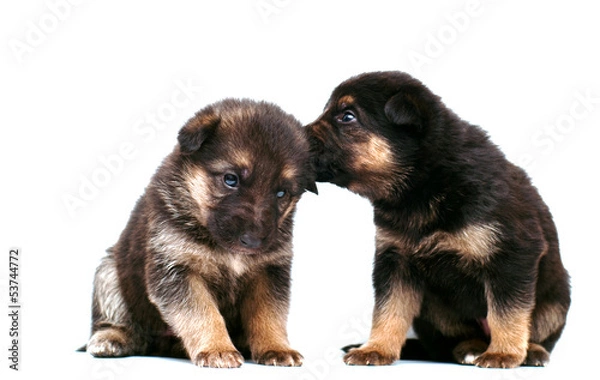 Fototapeta Shepherd puppy whispering to another puppy