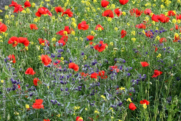 Obraz Mixed flowers, field of poppies.