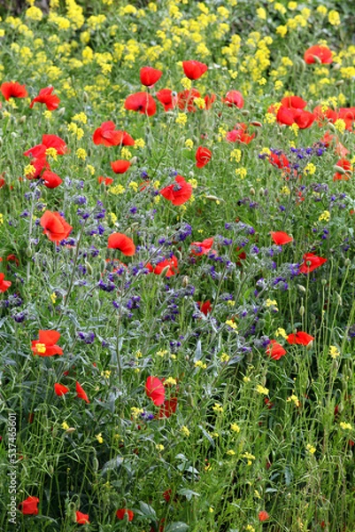 Obraz Mixed flowers, field of poppies.