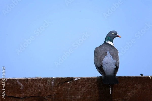 Obraz A scowling dove