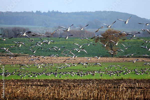 Obraz Black field goose, bramble geese