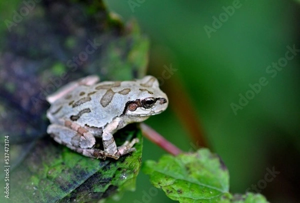 Obraz ニホンアマガエル