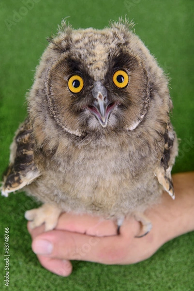 Obraz young bird owl