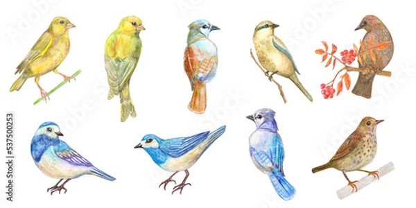 Fototapeta Collection of cute little birds. A yellow bird standing on a twig. Back view of birds. A brown bird sitting on a branch of a rowan tree. A set of nice bluebirds. Watercolor painting. png