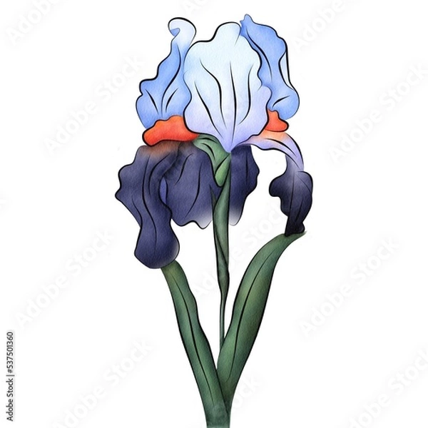 Obraz Isolated watercolor flower. Beautiful iris. Separate element for bouquets, wreaths, wedding invitations, anniversaries, birthdays, cards and congratulations.