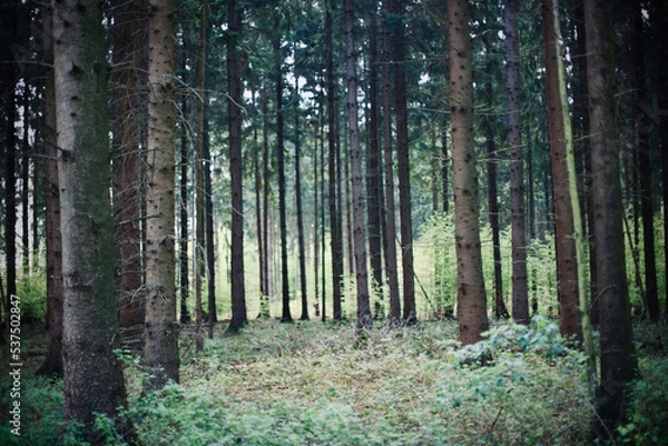 Fototapeta Nadelwald