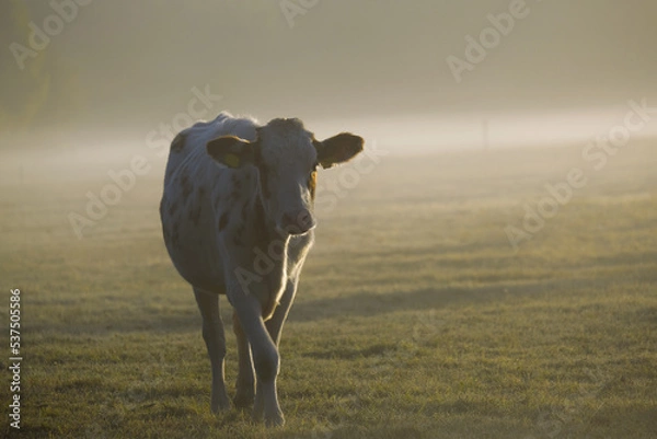 Obraz Kuh im Nebel