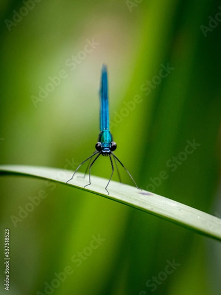 Obraz Banded Demoiselle (Calopteryx Splendens)