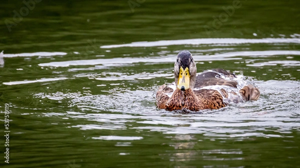 Obraz Female Mallard having a Bath