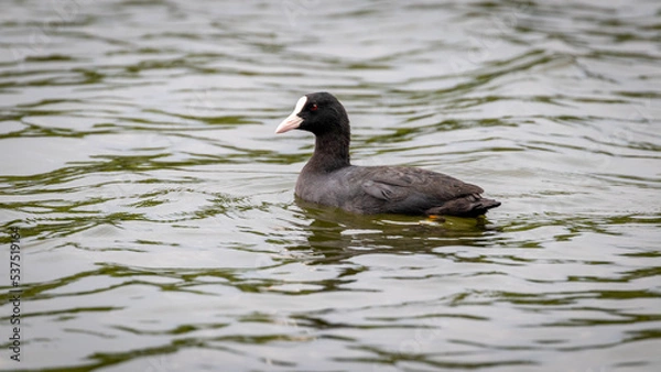 Obraz Eurasian Coot