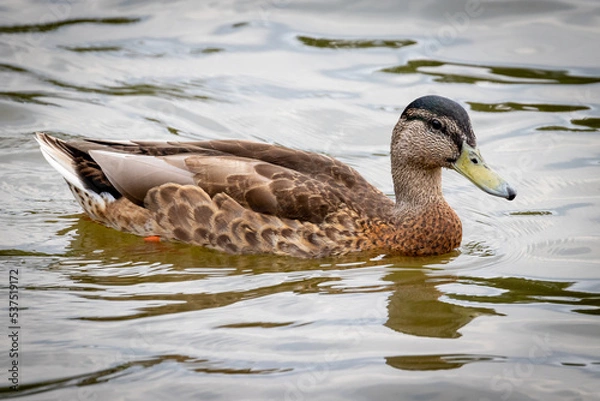 Obraz Female Mallard