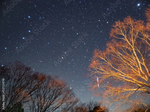 Obraz 木にぶら下がった流星