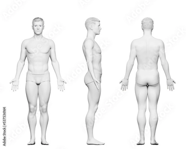 Obraz 3d rendered medical illustration of a fit male body