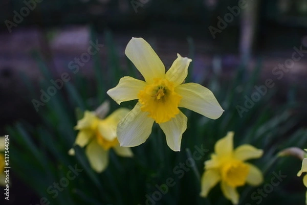 Fototapeta yellow daffodils in spring