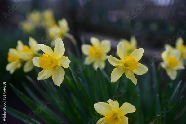 Fototapeta first flowers