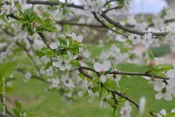 Fototapeta blossom in spring