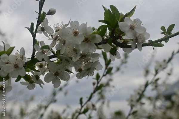 Fototapeta tree blossom