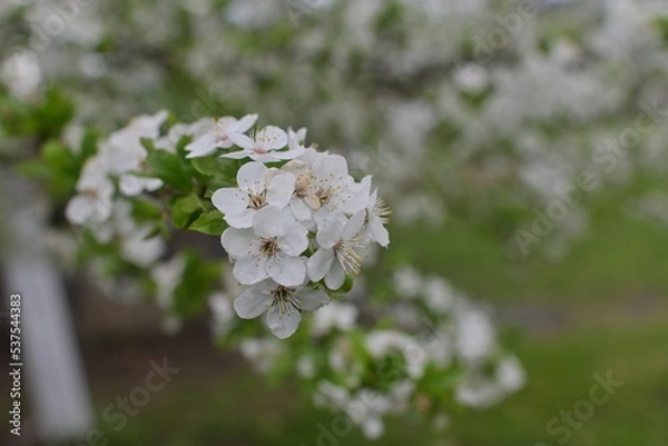 Fototapeta white flowers in the garden