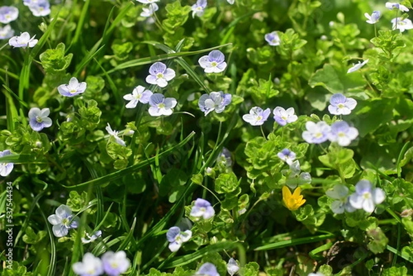 Fototapeta forget me not flowers