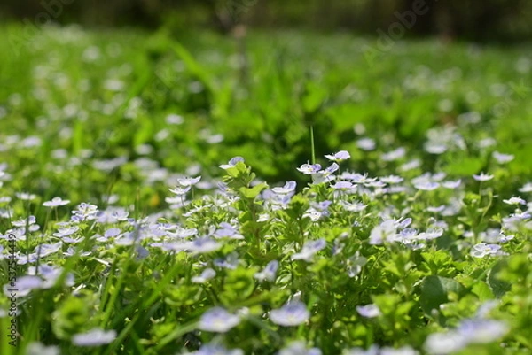 Fototapeta Purple flowers