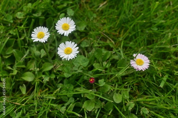 Fototapeta Daisies in a clearing