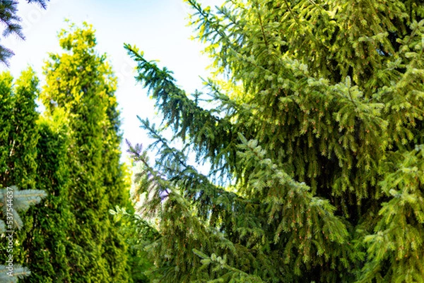 Fototapeta Green Spruce