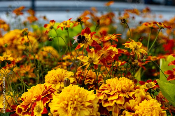 Fototapeta Bumblebee on flowers