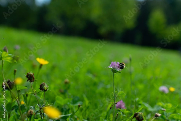 Fototapeta bumblebee on clover