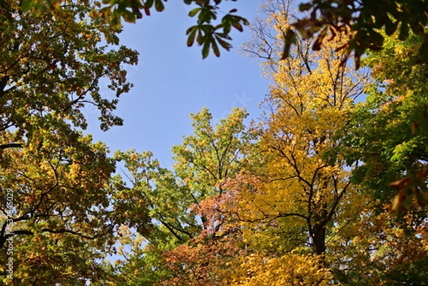 Fototapeta Autumn Park