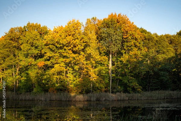 Fototapeta A lake in an autumn forest