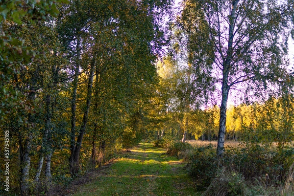 Fototapeta forest road