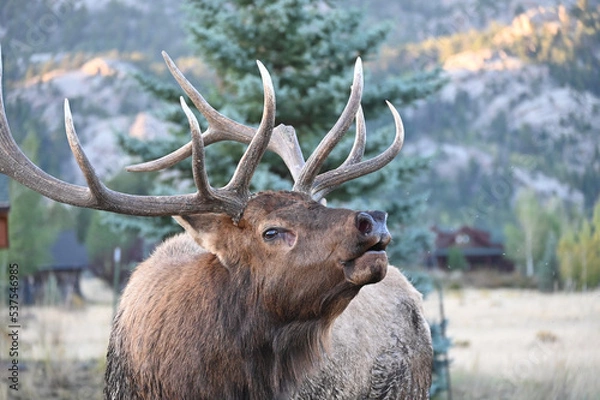 Obraz Bull Elk Bugling