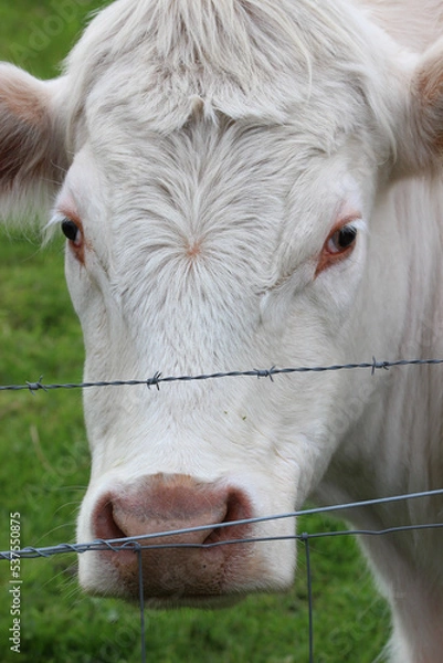 Obraz Cows in Scotland