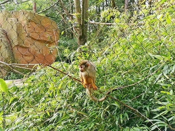 Fototapeta Squirrel monkey, Saimiri sciureus, three, sitting on the branches of a bush, behind the fence, Zoo Zlin Lesna